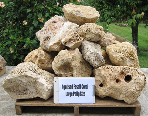 FIGURE 5, Indonesian Fossil Coral Heads